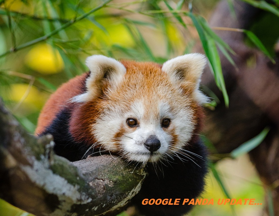 elements of Google Panda
