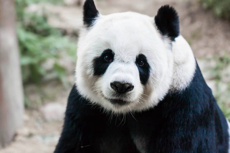 Panda Update in SEO